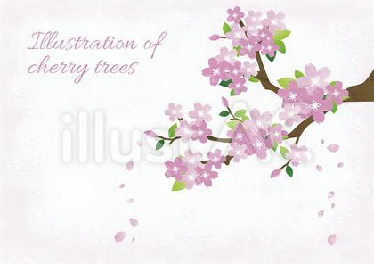桜の木01