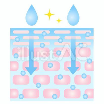 浸透力の高い肌 断面図