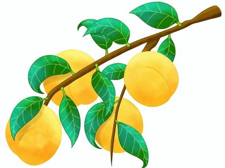 黄桃の木 黄桃,桃,木,葉,黄色のイラスト素材