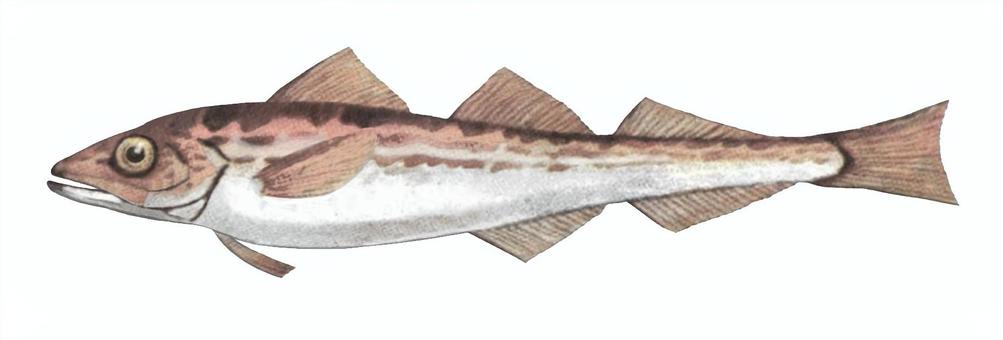 スケトウダラ スケトウダラ,タラ,魚,魚類,海水魚,深海魚,シーフード,たらこ,めんたいこ,食材のイラスト素材