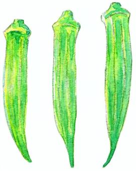 Illustration, watercolor, summer vegetables, okra, 