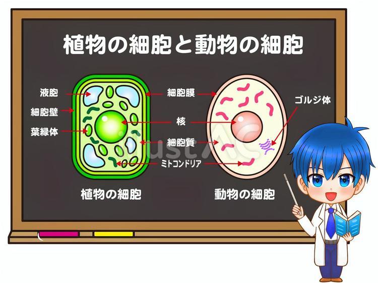 植物細胞と動物細胞の授業をするちびキャラ 植物細胞,動物細胞,細胞のイラスト素材