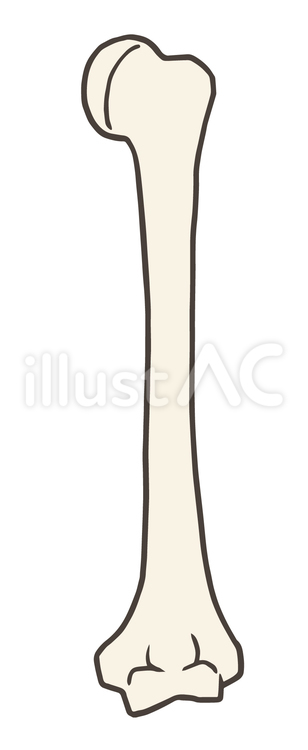 骨、上腕骨、後面 上腕骨,大結節,上腕骨頭のイラスト素材
