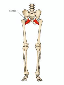 恥骨筋のイラスト 恥骨筋,筋,筋肉,ガイコツ,解剖,骨,モデル,骨格,解剖学,スケルトンのイラスト素材