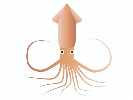 スルメイカ スルメイカ,イカ,ゲソ,ヒレ,触腕,目のイラスト素材