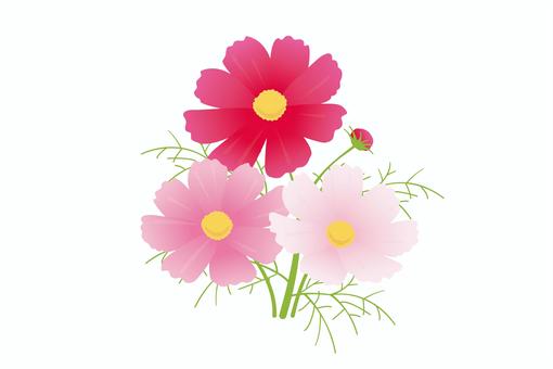 3輪のコスモス コスモス,秋,花,秋桜,赤,ピンク,9月,10月,11月,残暑のイラスト素材