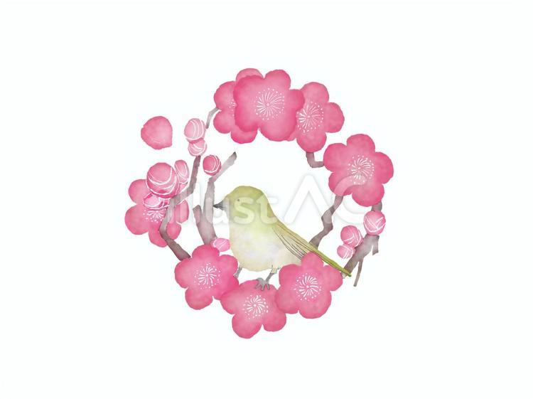梅とウグイスの水彩風イラスト 梅,ウグイス,かわいいのイラスト素材