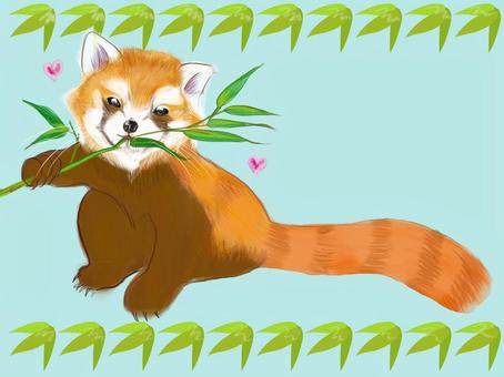 cute red panda, tiny, lesser panda, bamboo grass, JPG and PNG