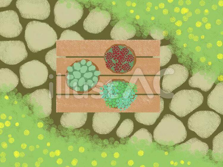 セダムガーデン セダム,コケ,苔のイラスト素材