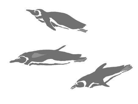 泳ぐペンギン ペンギン,ケープペンギン,泳ぐ,水族館,海洋生物,鳥,海,モノクロのイラスト素材