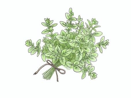 タイムのブーケ｜ボタニカル素材 タイム,ハーブ,ブーケ,水彩,植物,ボタニカル,ナチュラル,香り,手描き,ガーデンのイラスト素材