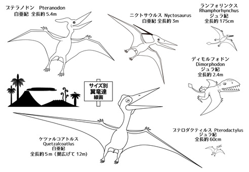 空を飛ぶ恐竜たち　サイズ別　線画 恐竜,白亜紀,ジュラ紀,プテラノドン,ケツァルコアトルス,ランフォリンクス,ディモルフォドン,プテロダクティルス,ニクトサウルス,ベクターのイラスト素材