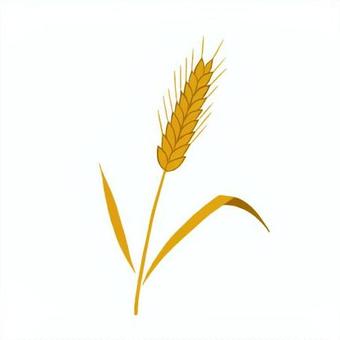 小麦 小麦 小麦,コムギ,穀物,食べ物,食材,シンプル,手描き,手書き,イラスト,カットのイラスト素材