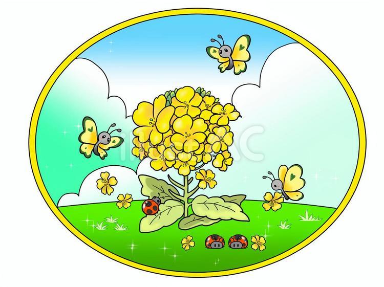 菜の花と昆虫 菜の花,蝶々,てんとう虫のイラスト素材