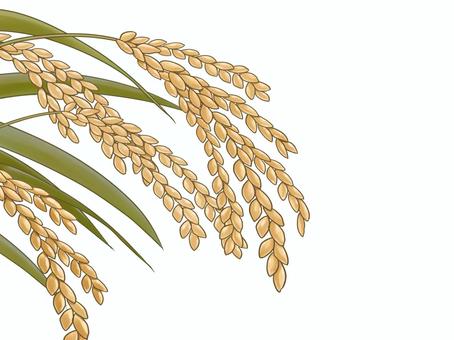 Illustration of rice, , JPG and PNG