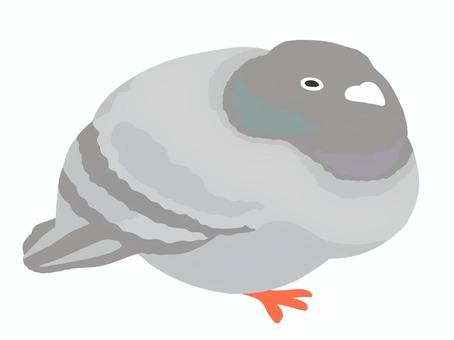 丸まって休憩する鳩 鳩,動物,生き物,鳥,野鳥,休憩,安心,日向ぼっこ,癒し,丸いのイラスト素材