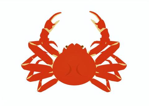 カニ カニ,蟹,魚介類,シーフード,海産物,海鮮,海の幸,食べ物,食材,冬の味覚のイラスト素材