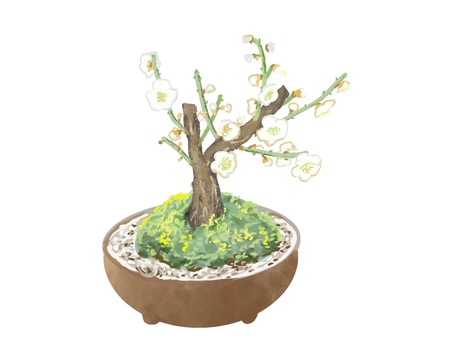 白梅盆栽 白梅,盆栽,正月飾りのイラスト素材