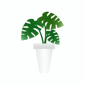 モンステラ1 観葉植物,モンステラ,鉢植え,グリーン,植物,緑,ガーデニング,園芸,自然,鑑賞のイラスト素材