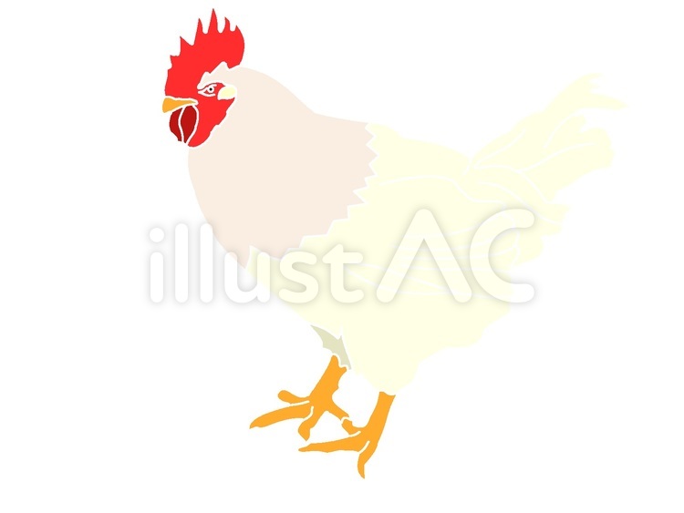 印象的な鶏 鶏,鳥,鳥類のイラスト素材