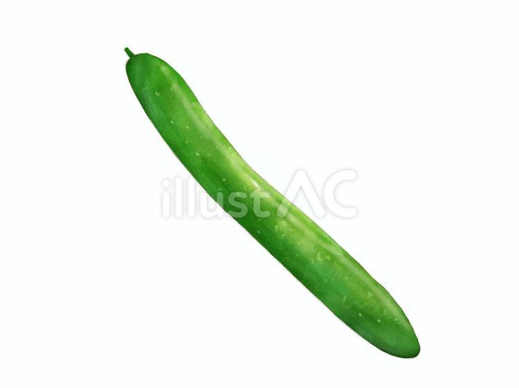 水彩画風きゅうりのイラスト きゅうり,野菜,食べ物のイラスト素材