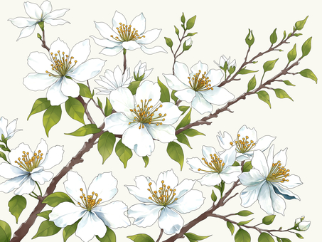 白い花 白い花,植物,枝,葉,草木,開花のイラスト素材