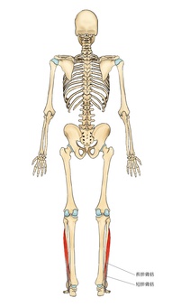 骨格と腓骨筋群（後面） 長腓骨筋,腓骨筋,短腓骨筋,筋,筋肉,ガイコツ,解剖,骨,モデル,骨格のイラスト素材