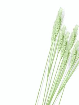 青々した緑の麦穂　影あり　mugi020 麦穂,青々,リアル,緑,ナチュラル,お洒落,自然,植物,大人っぽい,枠のイラスト素材