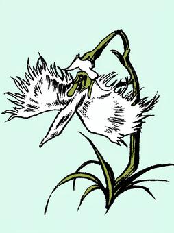 誕生花(６月２６日) 花,サギソウ,誕生花,手描き,６月２６日のイラスト素材