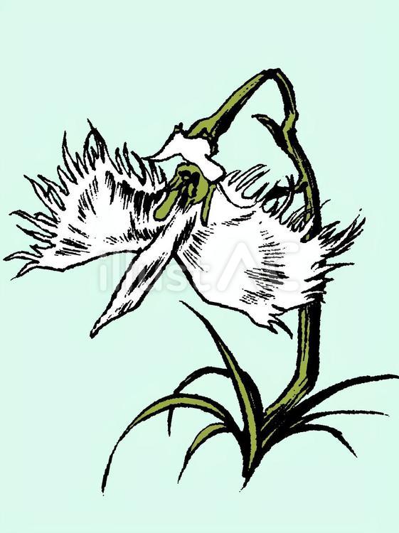 誕生花(６月２６日) 花,サギソウ,誕生花のイラスト素材
