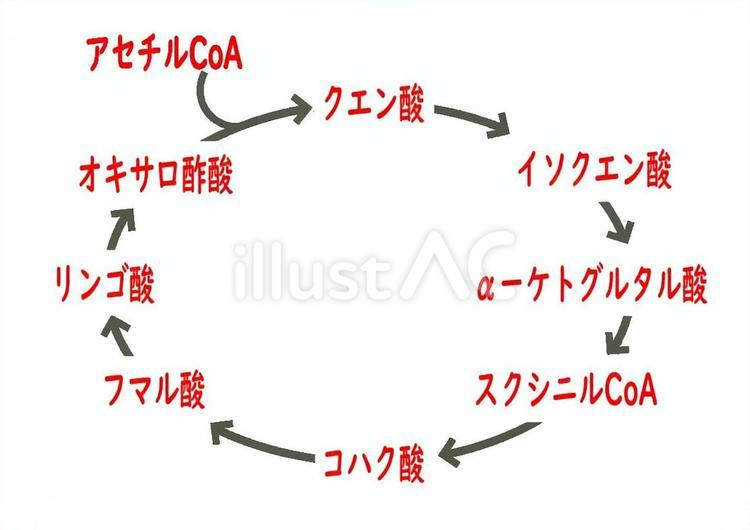 クエン酸回路 クエン酸,回路,回路図のイラスト素材