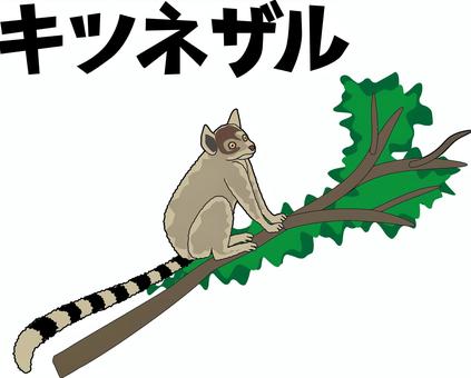 Illustration, weasel lemuriformes, ape, animal, 