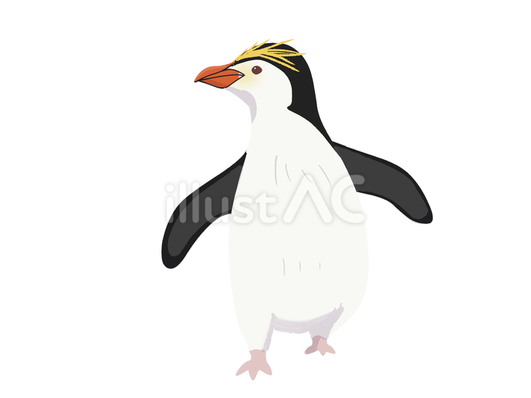 ロイヤルペンギン（振り向く・主線なし） ペンギン,ロイヤルペンギン,動物のイラスト素材