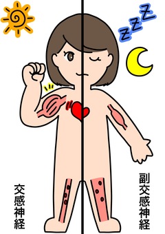 交感神経副交感神経比較女性　カラー 副交感神経,交感神経,女性,筋肉,血管,カラーのイラスト素材