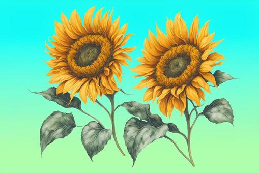 sunflower, , JPG