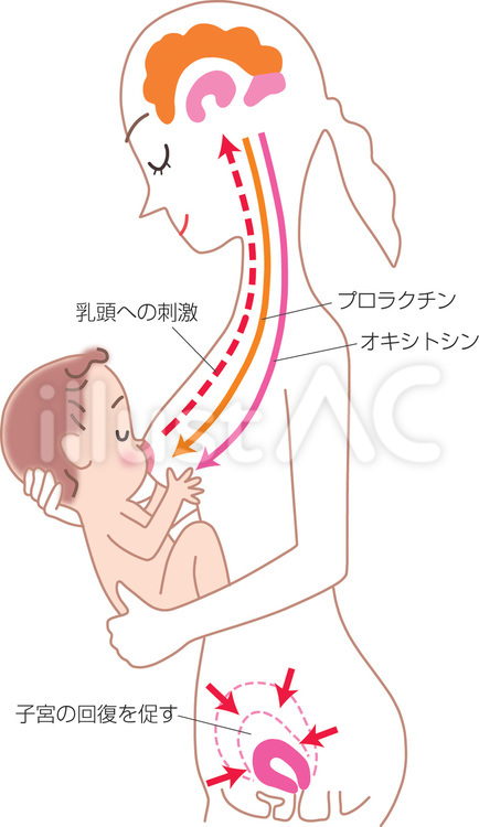 授乳の仕組み 授乳,仕組み,赤ちゃんのイラスト素材