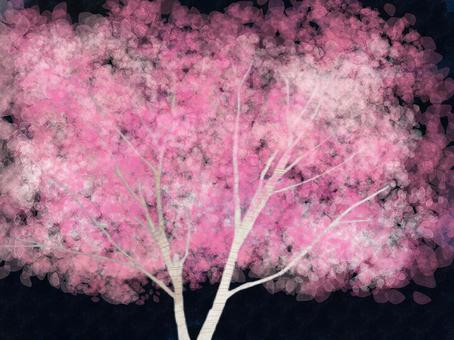 Sakuragi, at night, cherry blossoms, spring, wood, JPG and PNG