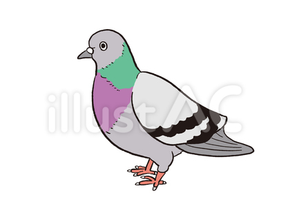 鳩のイラスト