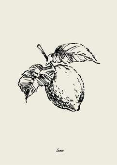 レモンのイラスト レモン,果物,果実,食べ物,葉,枝,モノクロ,線画,シンプル,手描きのイラスト素材