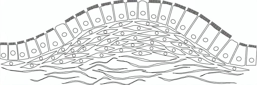 organoid01 細胞,オルガノイド,培養,研究,実験,ウイルスのイラスト素材
