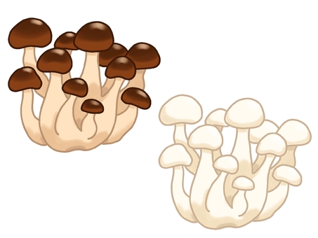 ぶなしめじ（普通・ホワイト） ぶなしめじ,しめじ,きのこ,野菜,山の幸,白しめじ,鍋,味噌汁,炊き込みご飯,食材のイラスト素材