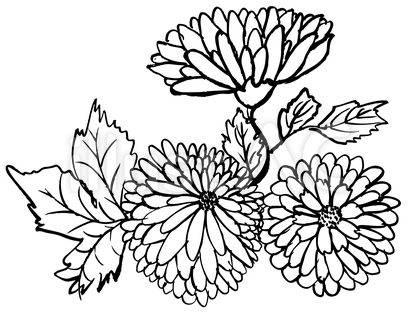 菊 手書きイラスト