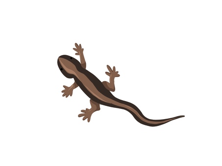 Lizards, JPG Lizards, a lizard, reptiles, animal, JPG
