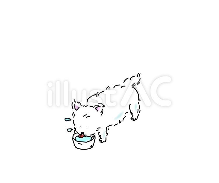 水を飲むウエスティ ウエスティ,犬,白いのイラスト素材