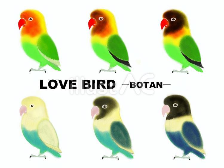 LOVEBIRDーBOTANー2 ボタンインコ,ラブバード,鳥のイラスト素材