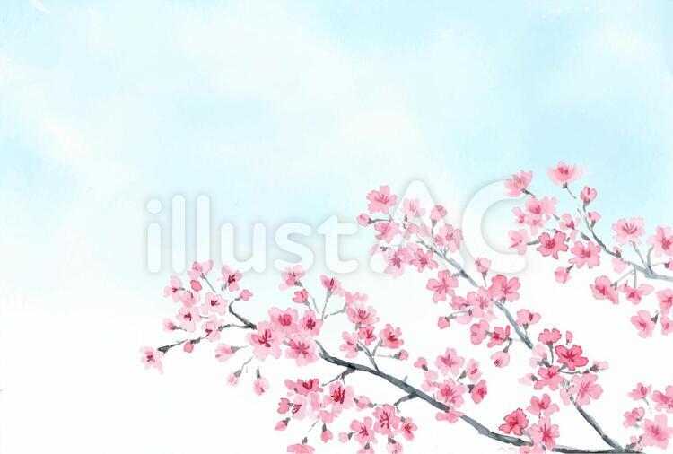 桜　空　ハガキサイズ 桜,空,水彩のイラスト素材