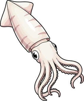 イカ イカ,軟体生物,烏賊,エギング,ヤリイカ,アオリイカ,スルメイカ,ベクターのイラスト素材