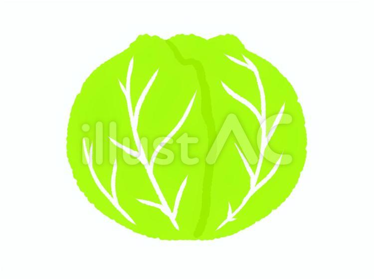 まるごと１個のキャベツ キャベツ,野菜,食べ物のイラスト素材