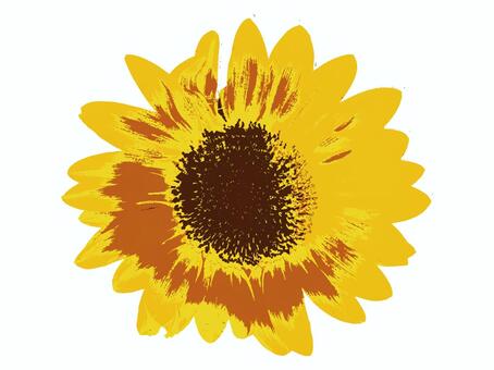 sunflower sunflower