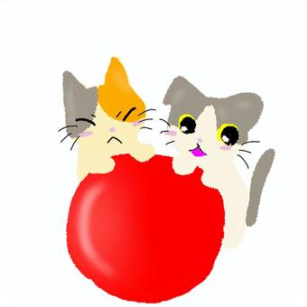 玉転がし 運動会,玉転がし,イベント,猫,ゆるい,可愛い,イラスト,スコティッシュフォールド,三毛猫のイラスト素材